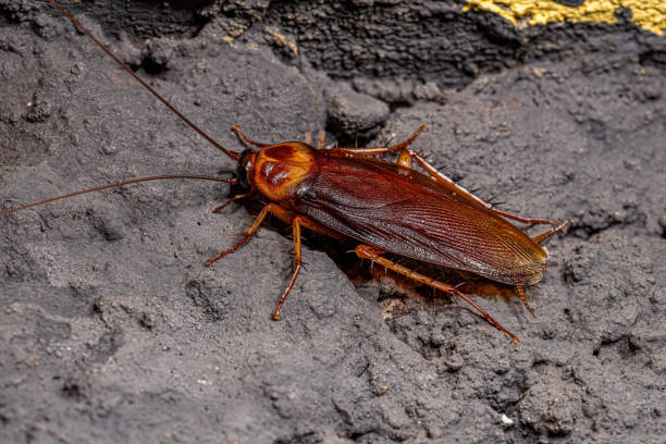 American Cockroach