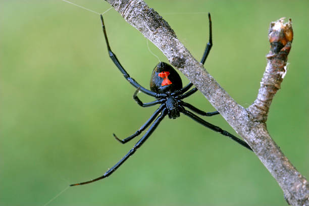 Black Widow Spider
